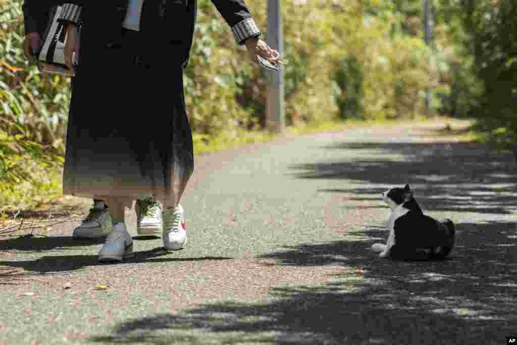 Përgjatë një rruge të asfaltuar të gjatë rreth dy kilometra midis dy porteve të ishullit,&nbsp;macet&nbsp;kujdesen dhe përzihen me&nbsp;macet&nbsp;e tjera.