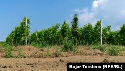 Sasi e madhe e baltës shihet në shumë vreshta në Rahovec.