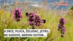 Ljekovito bilje Crne Gore bez 'recepta' države