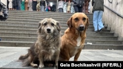 "შინაურ ბინადარ ცხოველთა შესახებ" კანონპროექტი პარლამენტში დარეგისტრირდა. მის მისაღებად საჭიროა განხილვების დაწყება და შემდეგ კენჭისყრა.