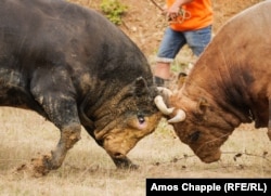 Egymásnak feszülő bikák a szerbek lakta Oštra Luka közelében