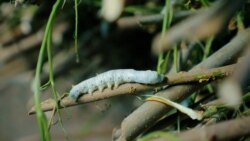 Puna e mundimshme prapa luksit: Tradita uzbeke e rritjes së krimbit të mëndafshit