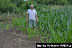 Zbog ekstremnih vremenskih prilika, kasnila je i zaštita useva od bolesti i tretiranje korova.