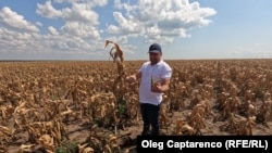 Porumb uscat în Giurgiulești, Moldova. 