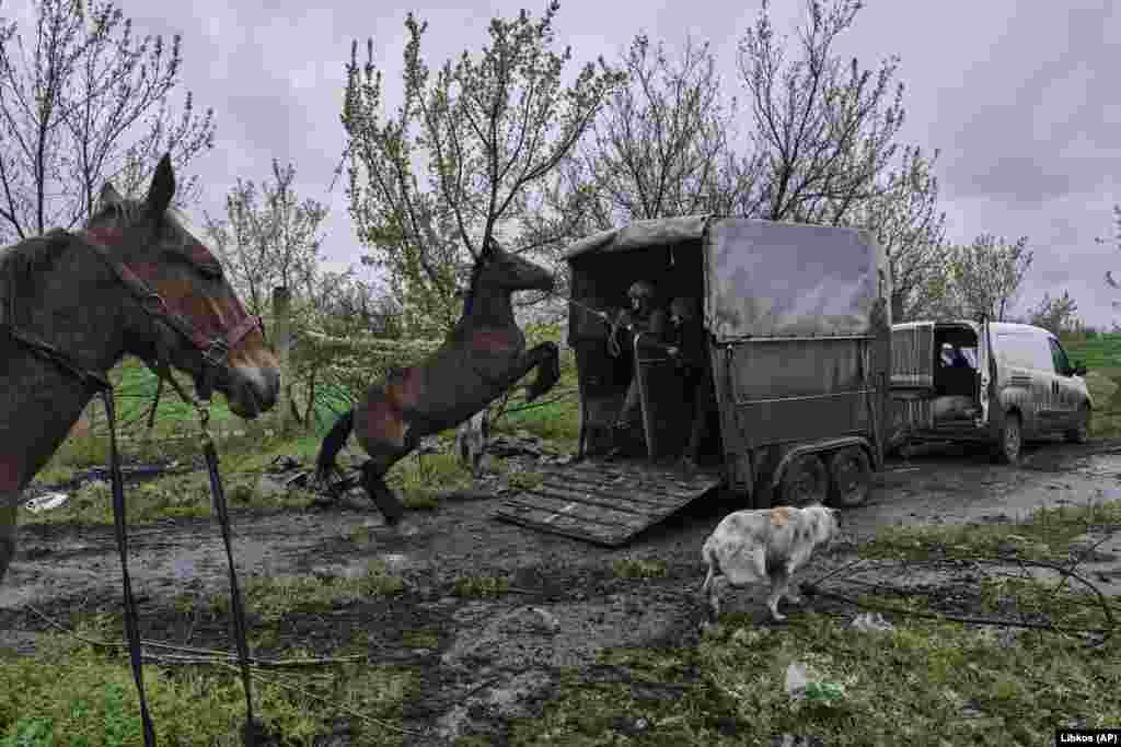 Soldați și voluntari ucraineni încearcă să încarce caii într-un camion pentru a-i evacua de la o fermă de cai abandonată în Avdiivka, devastată de război, la 25 aprilie.