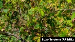 Kalaveshët e tharë në një vreshtë në fshatin Potoçan i Ulët, Rahovec.