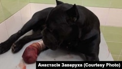 Вася след първата медицинска помощ