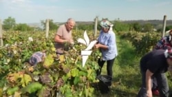 Grupul „Vârsta de argint”: Ziua – la clacă, seara – la dansuri