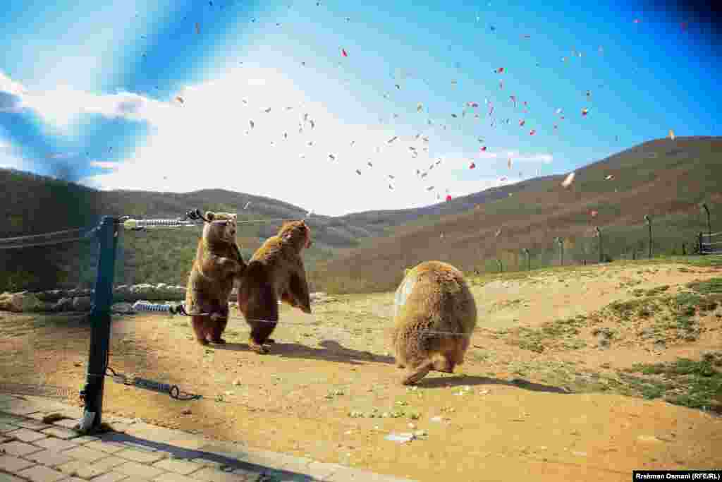 Ata kryesisht ushqehen me karrota, molla, fara të zeza, sallata dhe tranguj.