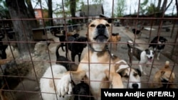 Azil Riska u Beogradu zbrinjava 250 pasa 