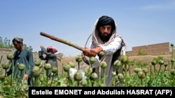 کمپاین طالبان برای تخریب کشتزار های کوکنار در جنوب افغانستان (تصویر آرشیف)