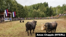 Két bika, másodpercekkel azelőtt, hogy összecsapnának