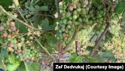 Zefu Dedvukaju su grad i olujno nevrijeme uništili vinograd u Malesiji, nadomak Podgorice