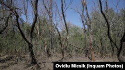 O lizieră pârjolită în județul Tulcea, locul unde au fost descoperite resturile unei drone rusești 