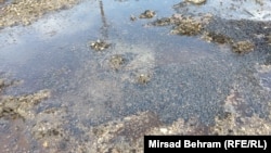 Pčele koje su uginule nalaze se pored ceste u blizini Mostara. Fotografija od 26. aprila 2024.
