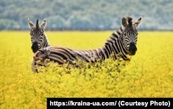 Некоторых животных захватчики вывезли на территорию России или в оккупированный Крым