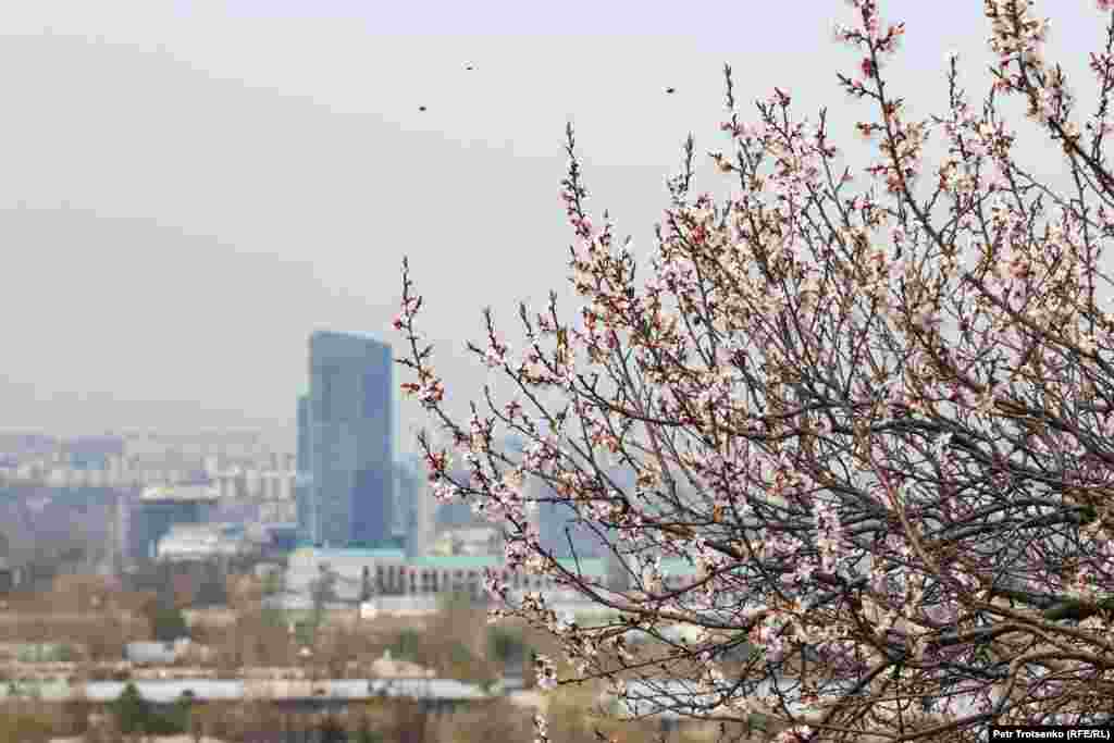 Если не обращать внимания на заброшенные дачные домики, то с горы Кок-Тобе открывается красивый панорамный вид на весь город