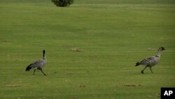 Ugrpžena vrsta guske, nene je havajska nacionalna prica.