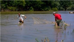 La pescuit științific de specii noi