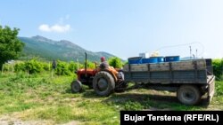 Një punëtor duke sjellë materialin për spërkatjen e rrushit.