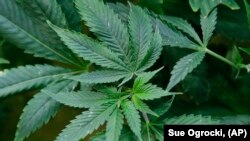 Biljke marihuane su u postrojenju za uzgoj u Oklahoma Sitiju, 26. februara 2020. 