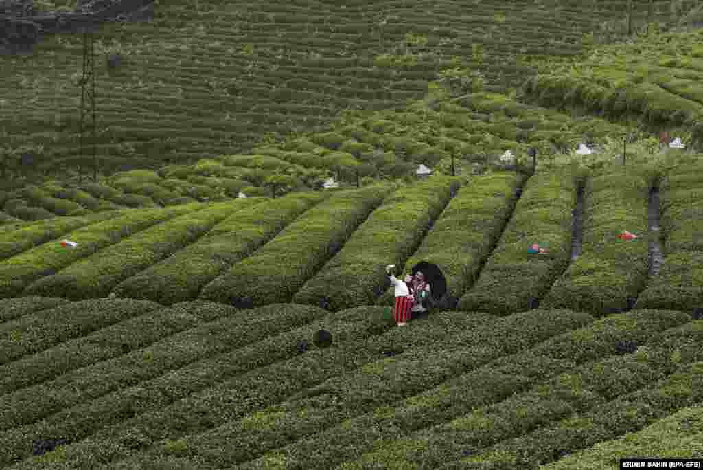 Брачен пар облечен во традиционална облека прави селфи на полињата со чај каде авганистанските мигранти ги заменија грузиските работници.