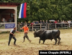 Pronarët e demave përpiqen të frenojnë kafshën e tyre pas një dyluftimi demash.