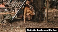 Börcsök Istvánnak és Kurucz Lászlónak összesen nyolcvan marhája van. Egykori földjeiken a jószágoknak termeltek takarmányt