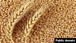 Poljska, Mađarska i Slovačka  najavile su da će produžiti zabranu uvoza ukrajinskih žitarica u svojim državama.