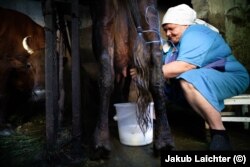 Tetyana, 62 vjeçe, duke e mjelur Aksjan.