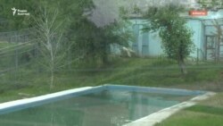 Что известно о гибели в Алматы полярного медведя Тома, привезённого из Праги?