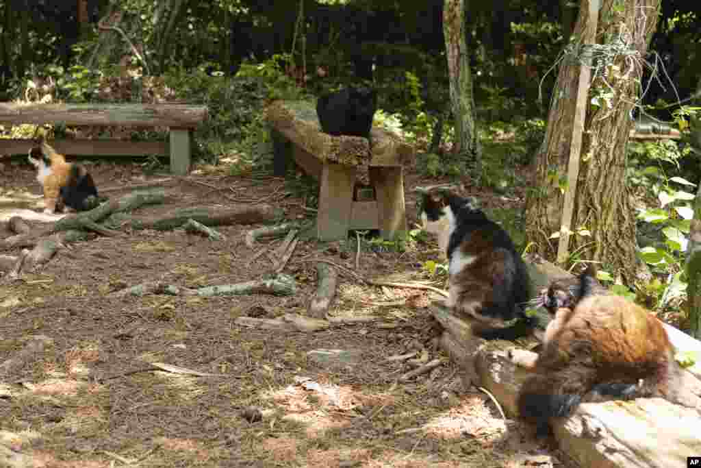 Disa mace pranë Faltores.&nbsp; &nbsp;&nbsp;