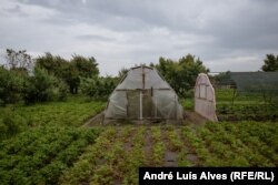 Fermierii din Primorske continuă să lucreze în ciuda bombardamentelor.