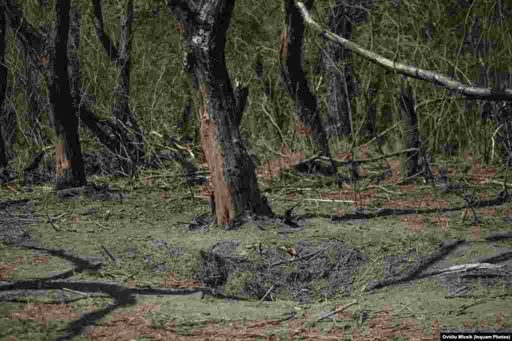 Trunchiuri de copaci carbonizate lângă craterul aparent al exploziei. La 4 septembrie, Kievul a afirmat că drone kamikaze rusești au lovit teritoriul României în timpul unui atac asupra orașului portuar Izmail, situat în delta Dunării din Ucraina, la începutul dimineții. Afirmațiile au declanșat o succesiune de afirmații și dezmințiri care au zguduit guvernul României.