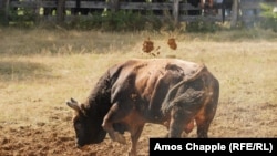 Egy bika tapodja a sarat a ringben