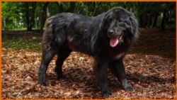 Волонтерски поход за зачувување и признавање на Караманот 