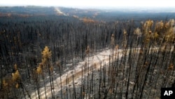 Drveće spaljeno od požara Donnie Creek duž šume sjeverno od Fort Sent Džon, Britanska Kolumbija, 2. juli 2023.