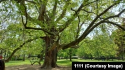 Városligeti matuzsálem