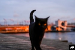 Mačka na trajektnom terminalu u Istanbulu, mart 2024.