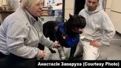 Вася свиква с протезата