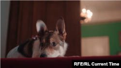 Câinele Badis. Foto: Emisiunea TV „Lăbuța pe inimă” (Ķepa uz sirds)