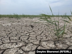 Каховское водохранилище высохло и зарастает травой, август 2023 года.