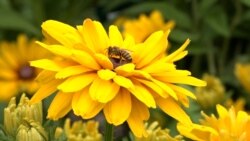 Hotel za pčele u Beogradu