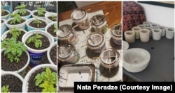 ნატას ჩითილები და პლასტმასის გამოყენებული ქილების ყალიბებში ცემენტის ქოთნების ჩამოსხმის პროცესი