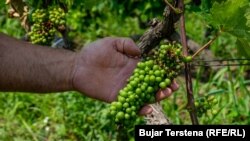 Fatmir Pajaziti në vreshtën e tij.