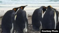 Smanjenje leda na Antarktiku neće uticati samo na tamošnji ekositem, već bi mogao da ima posledice na celu planetu.