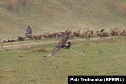 Egy juhász távolról szemléli, ahogy egy sas szárnyal a levegőben a verseny alatt