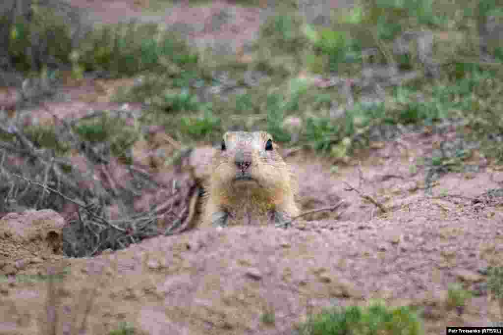 Занятые своими делами, суслики не боятся людей, и весной их можно фотографировать с расстояния двух-трех метров