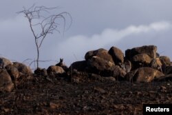 Mačka na ostrvu Maui, Havaji, avgust 2023.