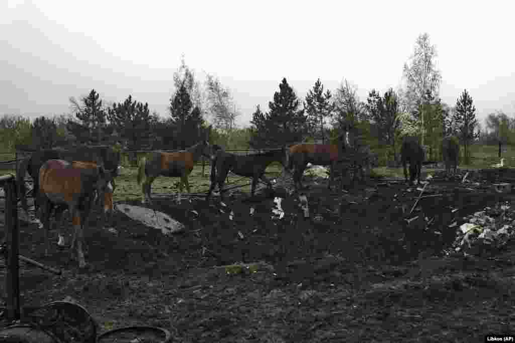 Caii trec pe lângă un crater lăsat de o rachetă. &nbsp;